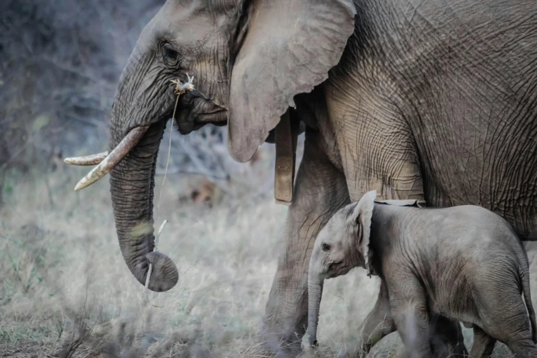 an adult and young elephant walking in the grass