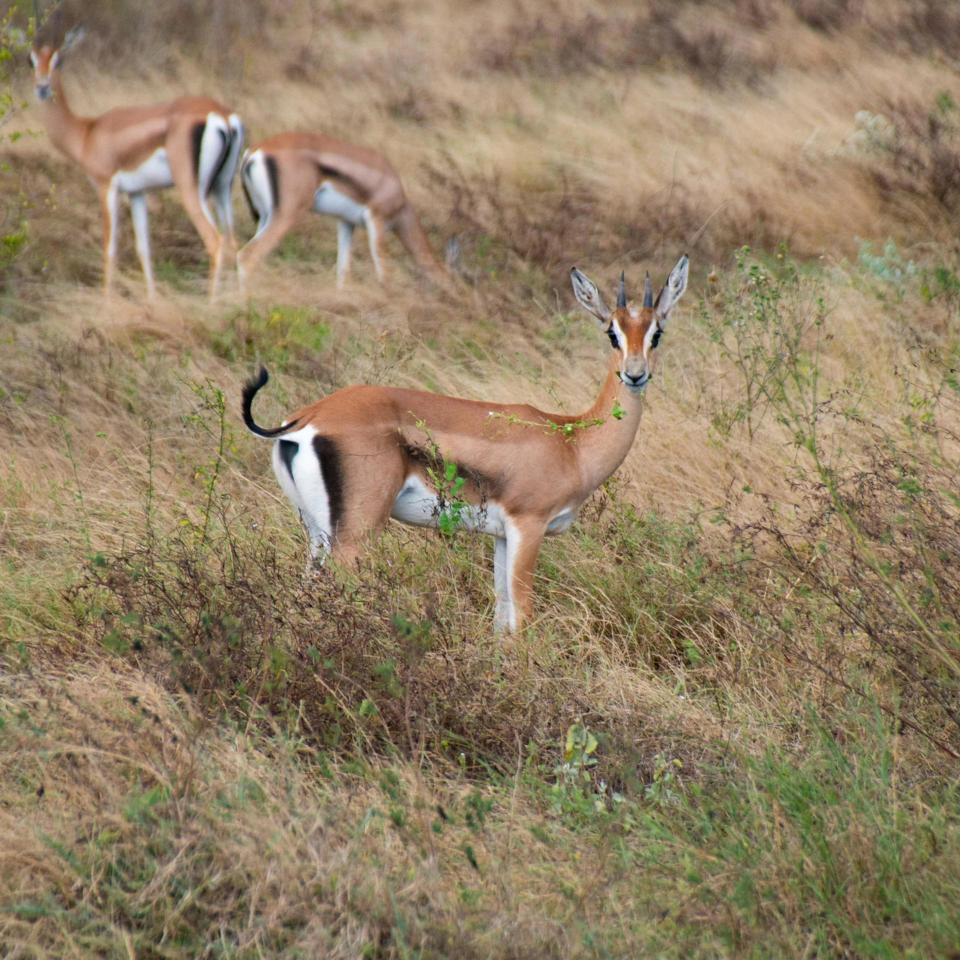 several gazelle with zes walking in the distance