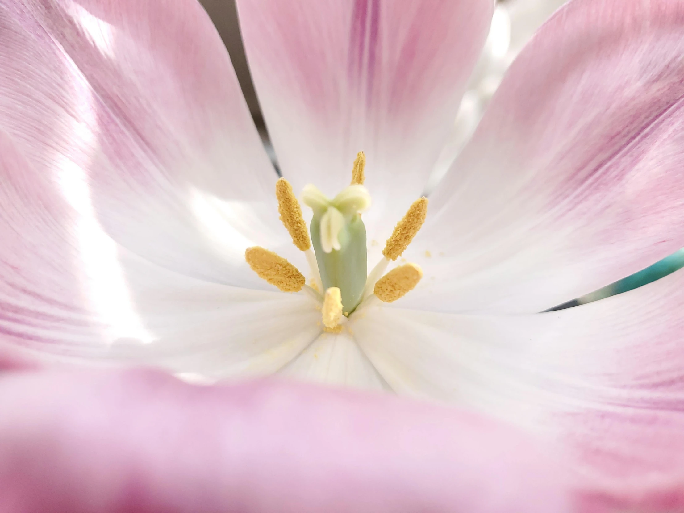 a closeup view of a pink and white flower