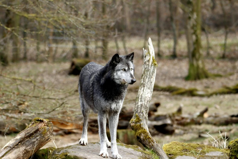 the wolf stands on the rock in front of some woods