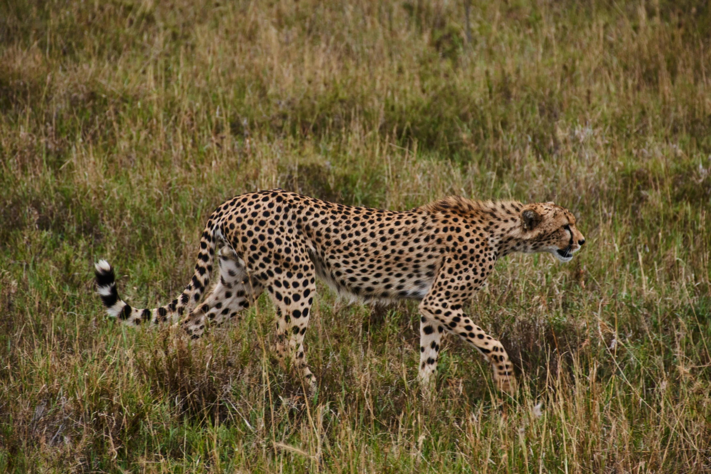 a cheetah is walking through a grassy field