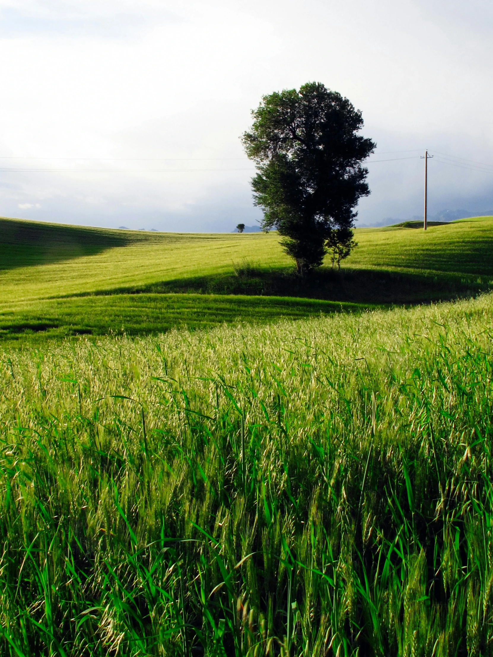 a grassy green field with a lone tree on the hill in the background