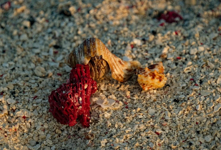 a red object lying on top of sand