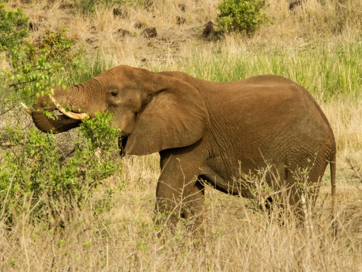 an elephant eating plants in some brush outside