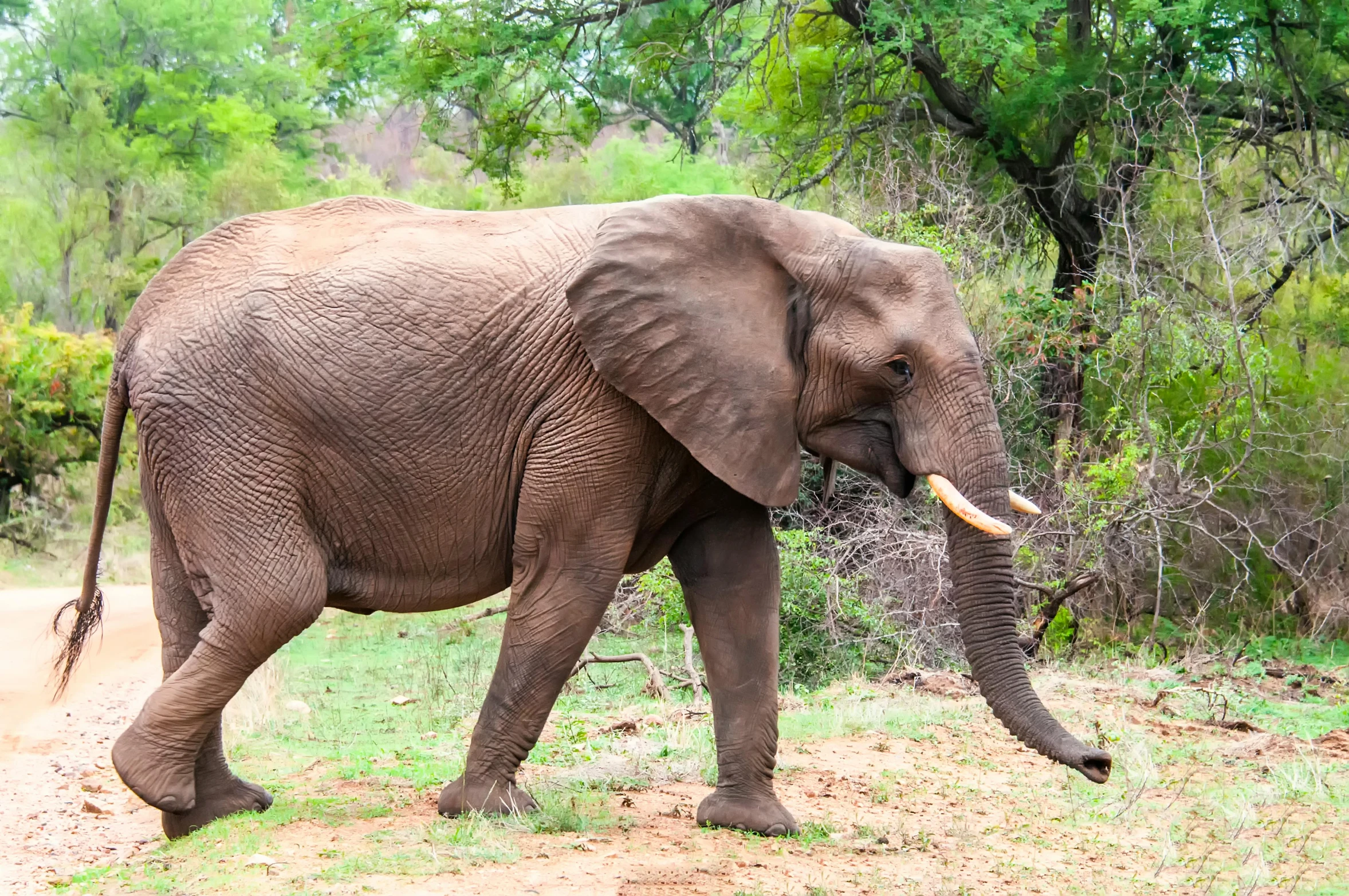 an elephant standing on top of a dirt road