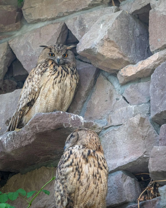 two birds are perched on the rocks and trees