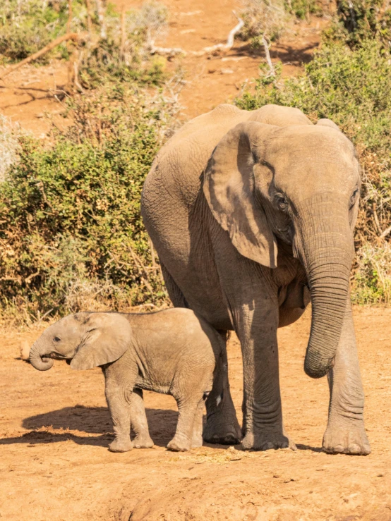 an adult and young elephant walk through a dusty field