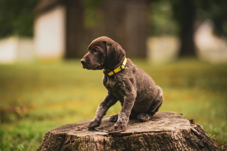 a small brown puppy sits on top of a stump