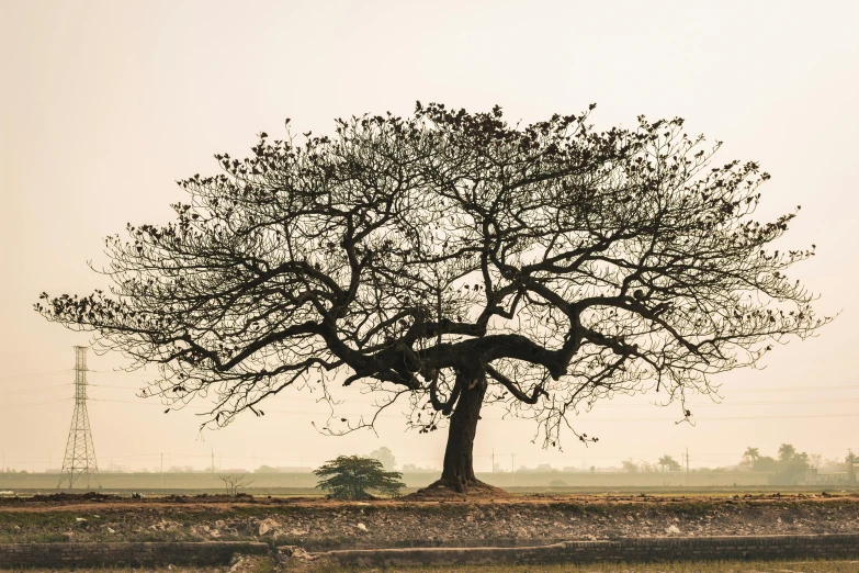 a tree with no leaves and very low to the ground