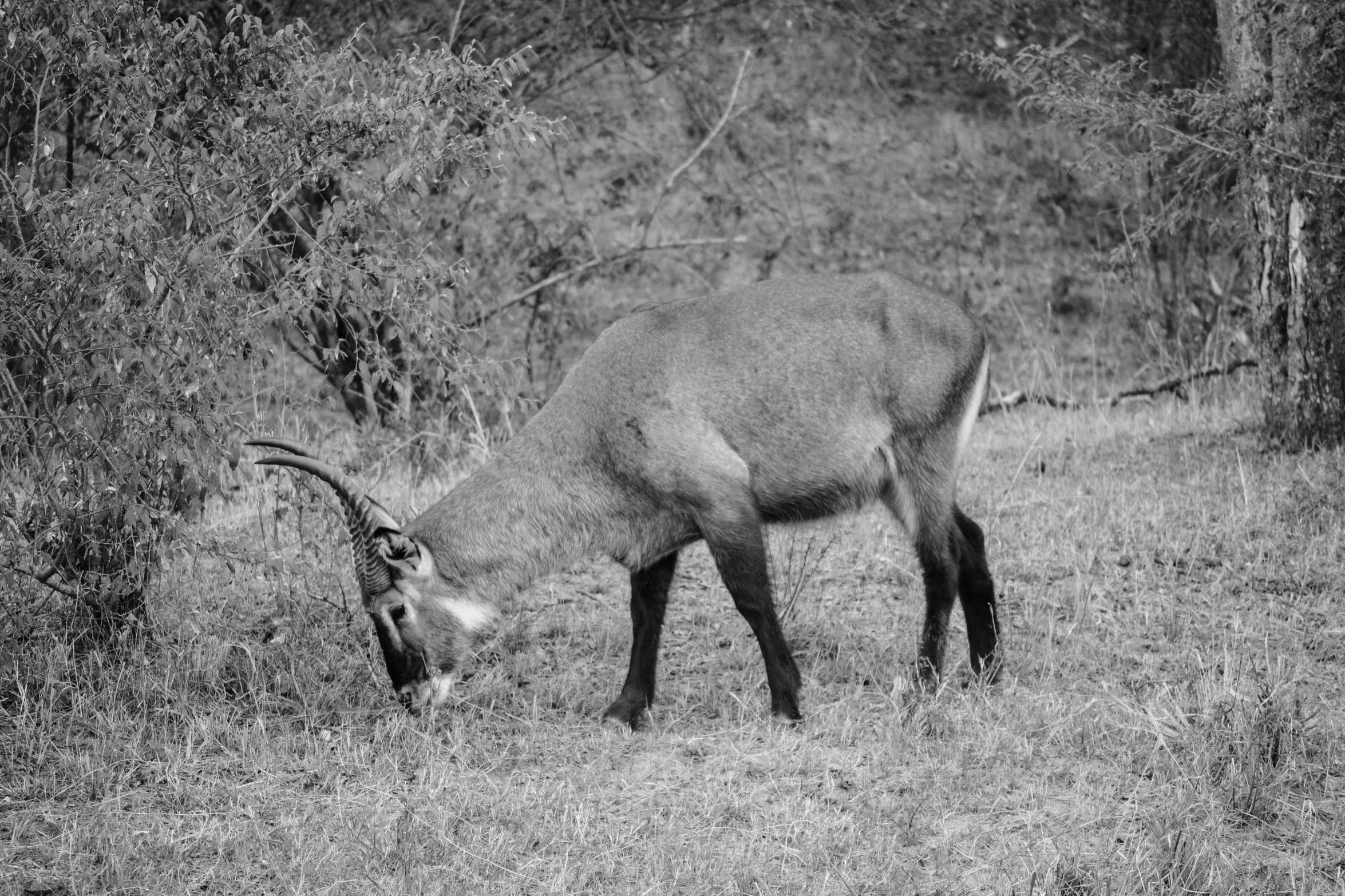 a goat grazes in a field near trees