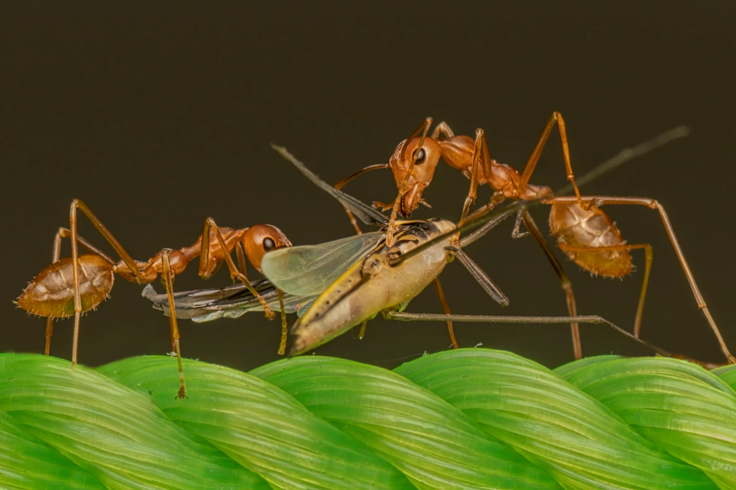 a group of large insect standing next to each other