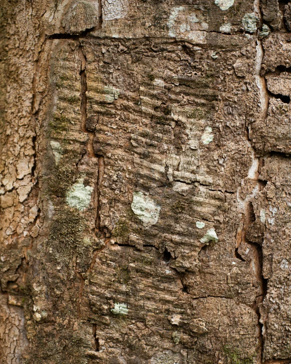 some white dots on some trees bark