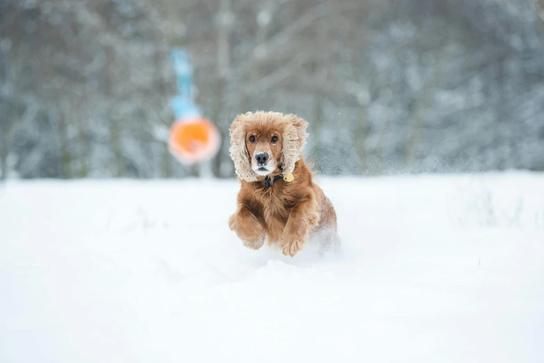 a dog running through the snow with his frisbee in the background