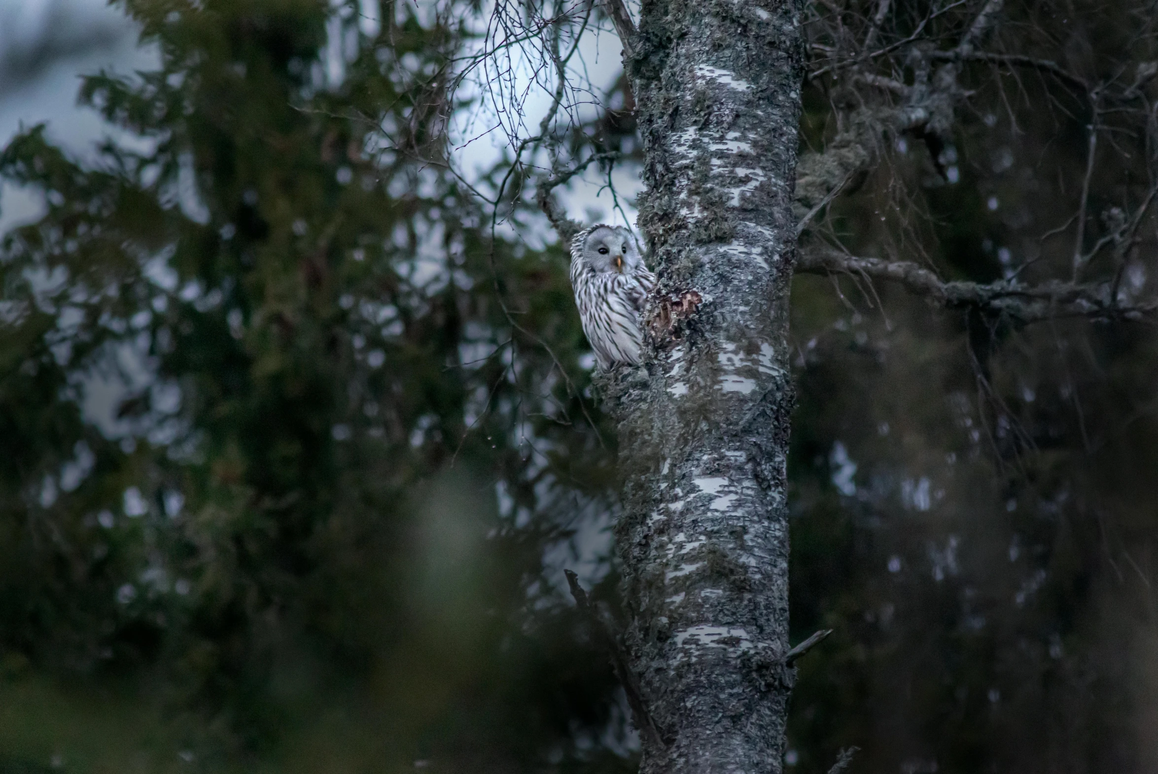 an owl in a tree looking around