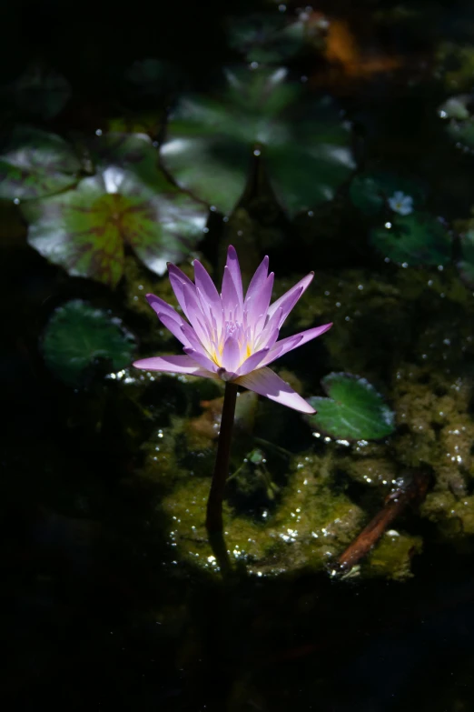 a purple flower with green leaves around it