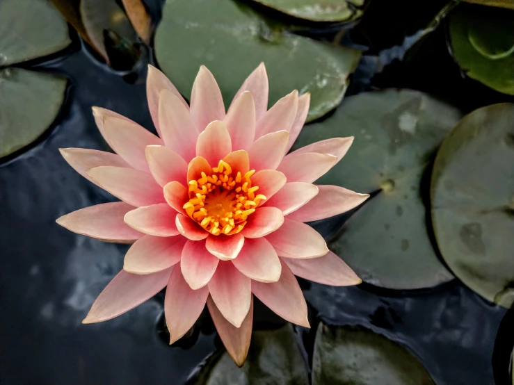 an orange and pink lotus is blooming from the top