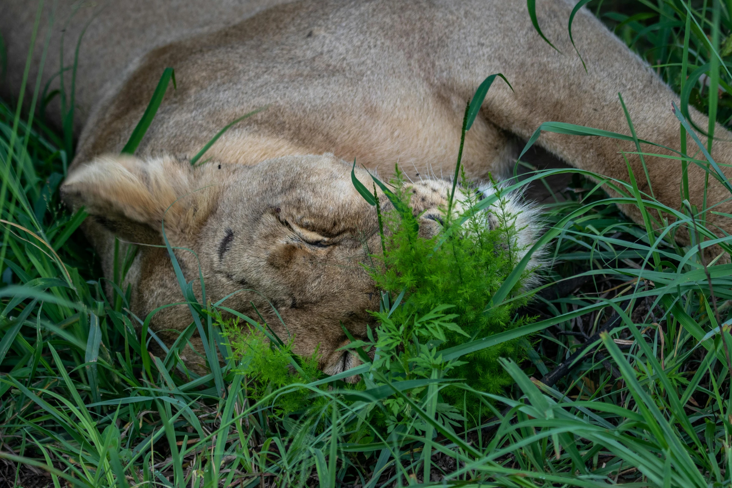 a lion laying in the grass near tall grass