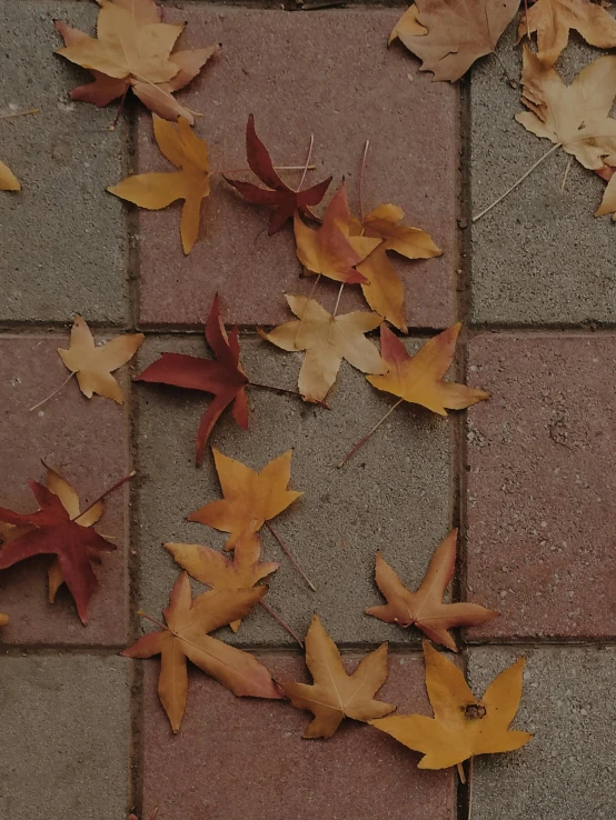 a white cat laying on a tiled sidewalk