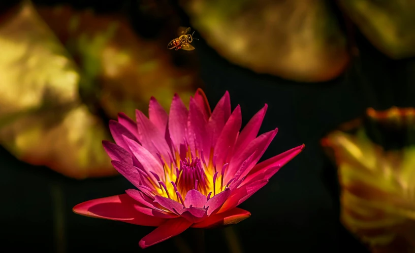 a pink lotus with a bee flying over it