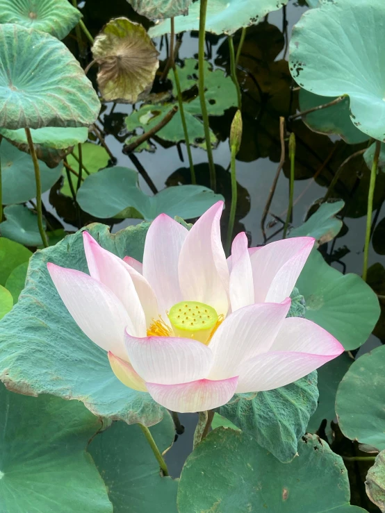 a pink flower is sitting on the top of a green leaf