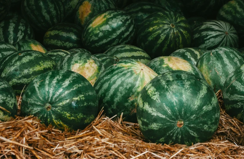 watermelons stacked and laid down in straw