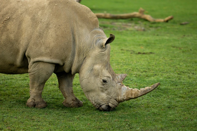 a large rhinoceros standing in the grass eating