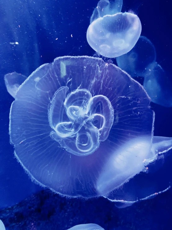 there are jellyfish that are swimming under the water