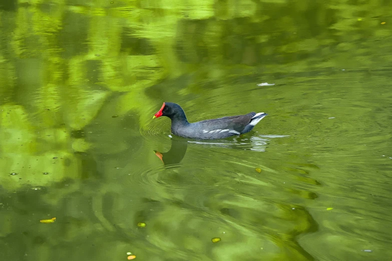 the grey duck is swimming across the green water