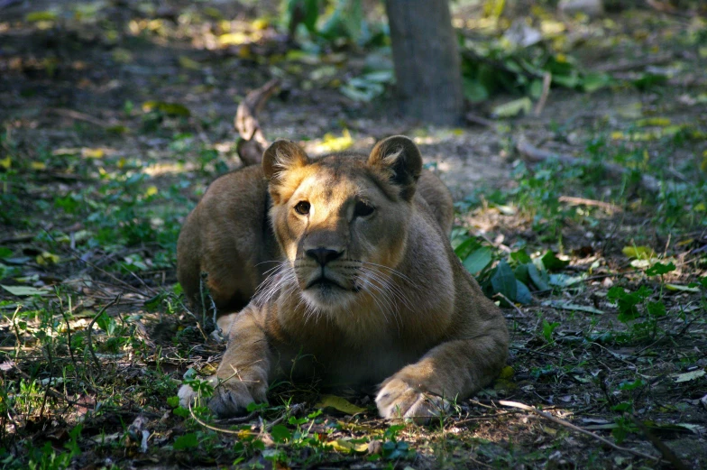 an adult lion is sitting in the forest