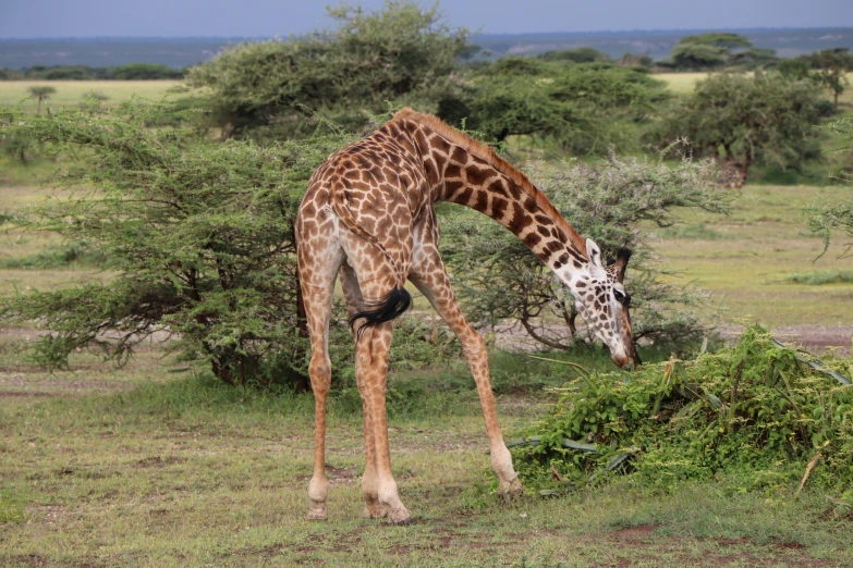 a giraffe bending down to eat leaves from a bush