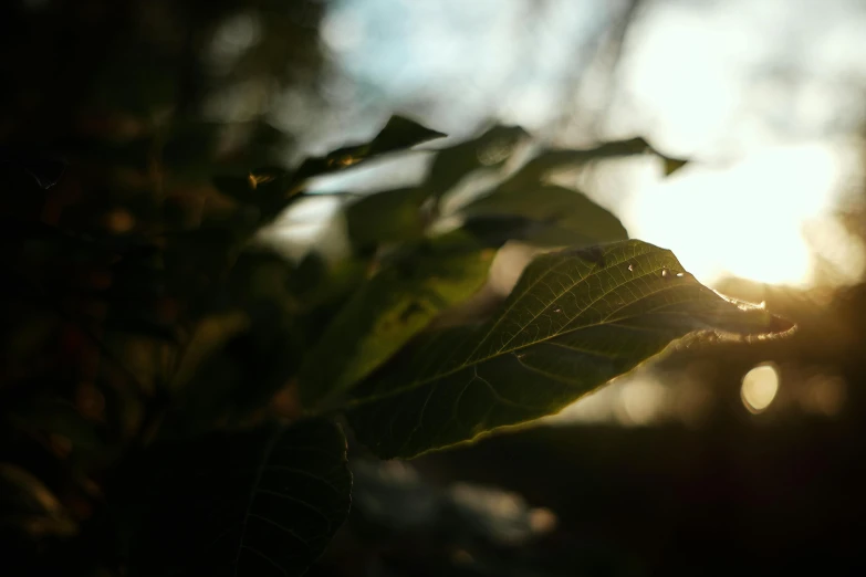 sunlight behind leaves in the foreground, and blurry image in the background