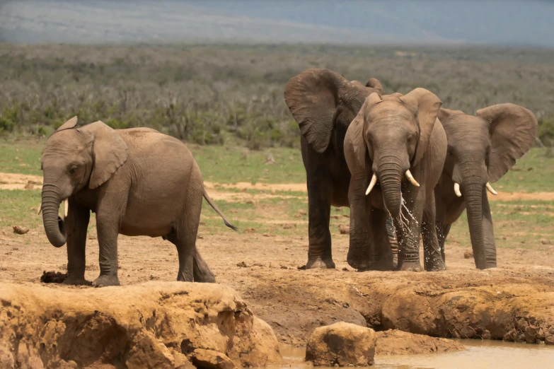 three elephants are standing close to each other with one of the two on its back's head