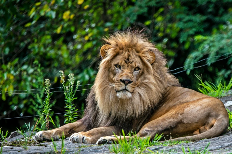 a lion rests in the grass near a fence