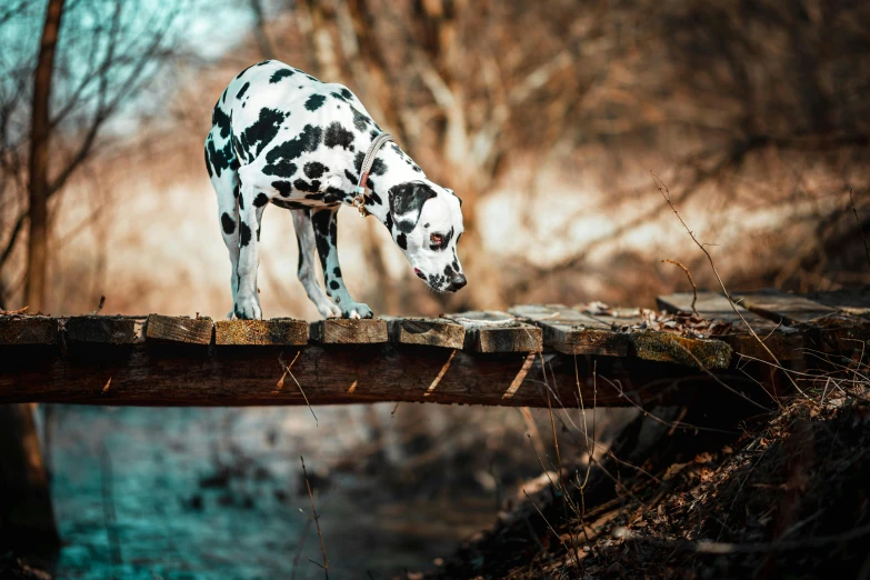 a dalmation dog is looking over a fence in the woods