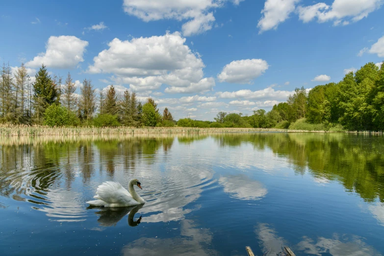 a white swan swimming in the middle of a pond