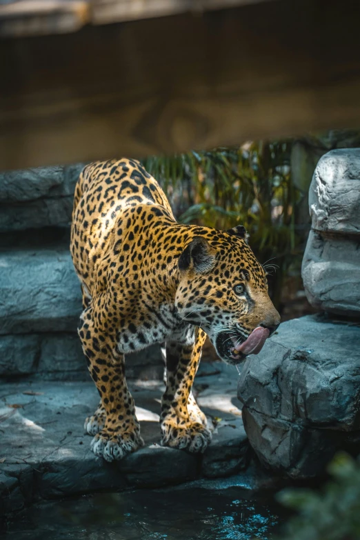 a leopard that is holding soing in its mouth