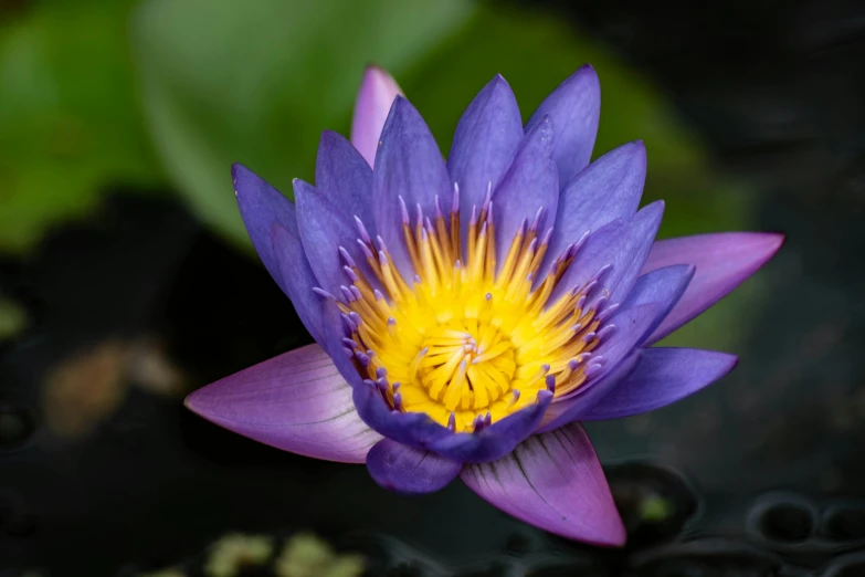 a blue and yellow waterlily is floating in some deep water