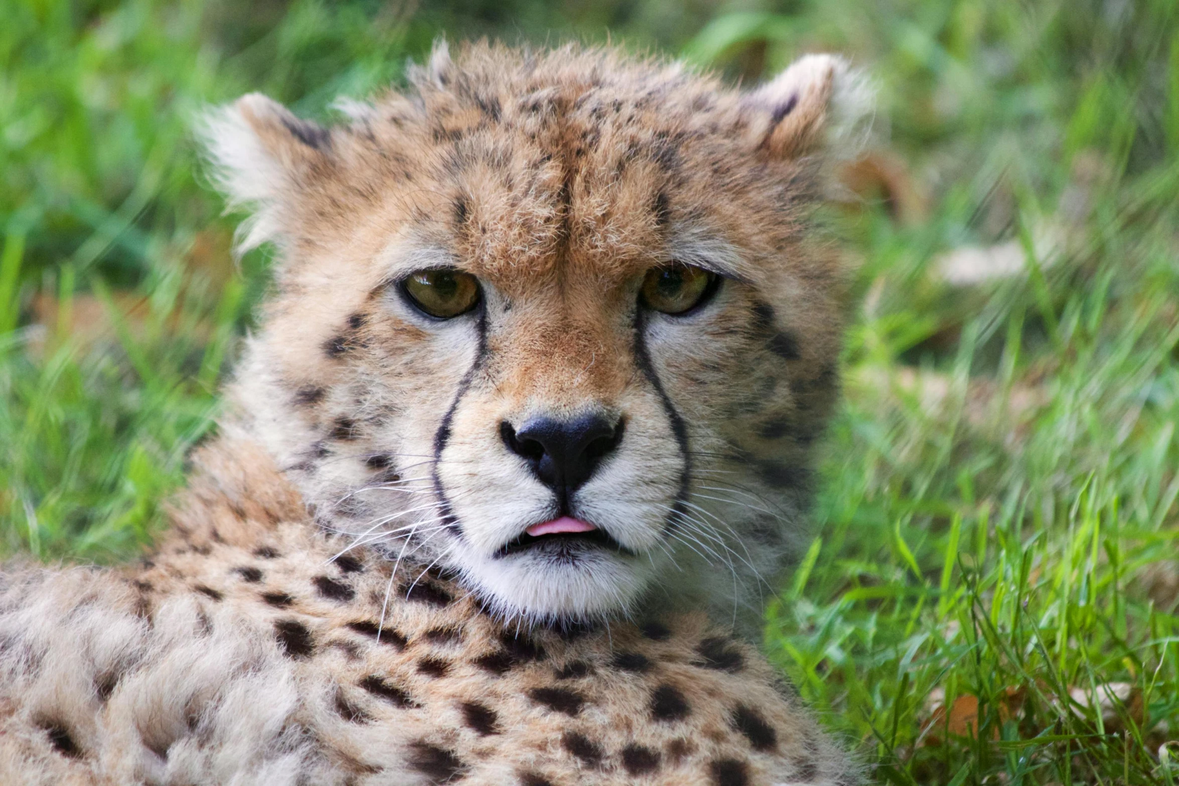 a cheetah looking at the camera with a smile