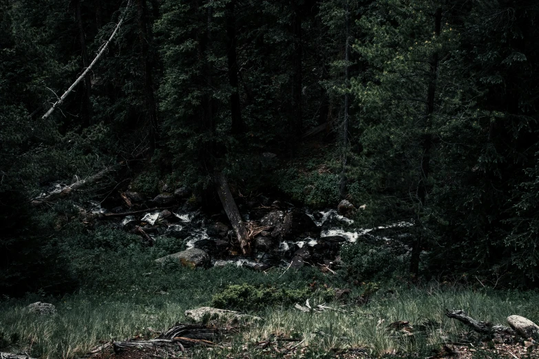 a po of some plants and water near trees