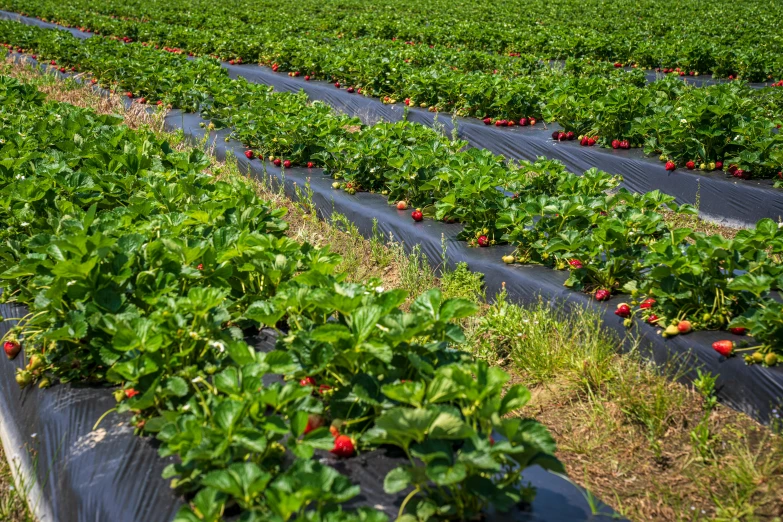 several rows of farm like plots with green plants in each