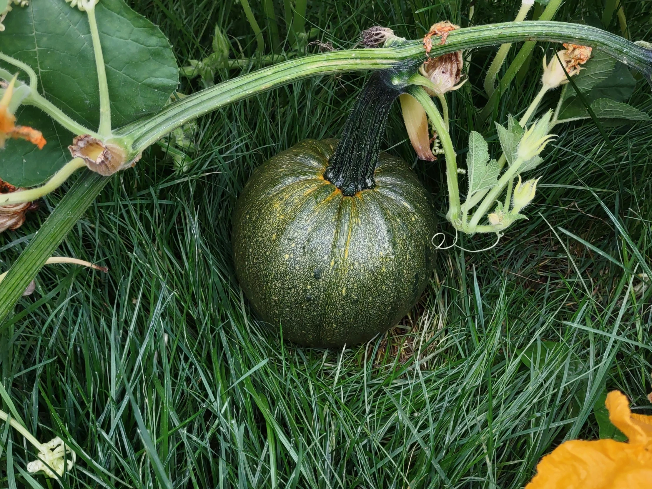 an odd shaped ball sitting in some tall grass