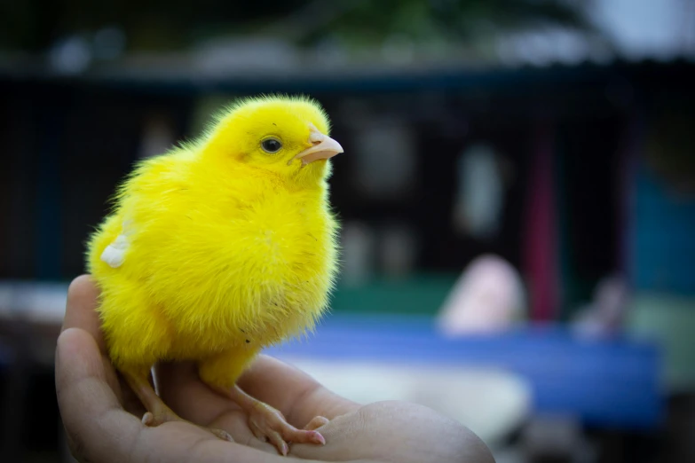 a small yellow bird that is held in someone's hand