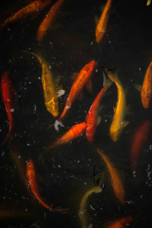 a group of koi fish floating in a pond