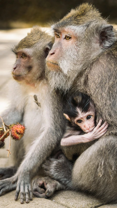 three monkeys resting and one holding the child