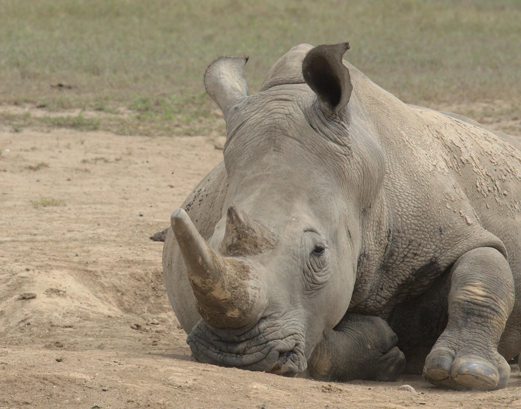a rhino rests his head on the ground