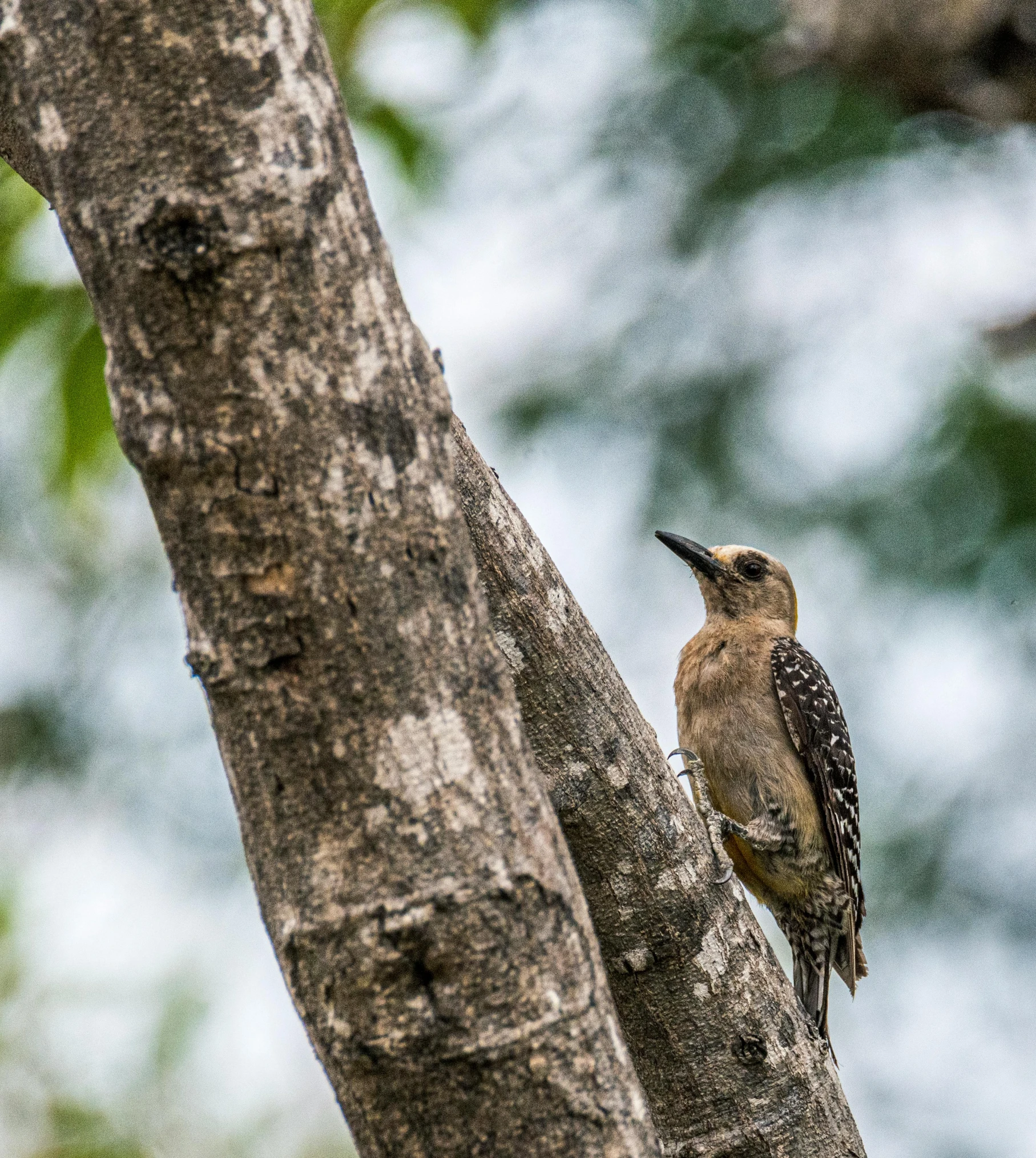 a small bird perched on a tree nch