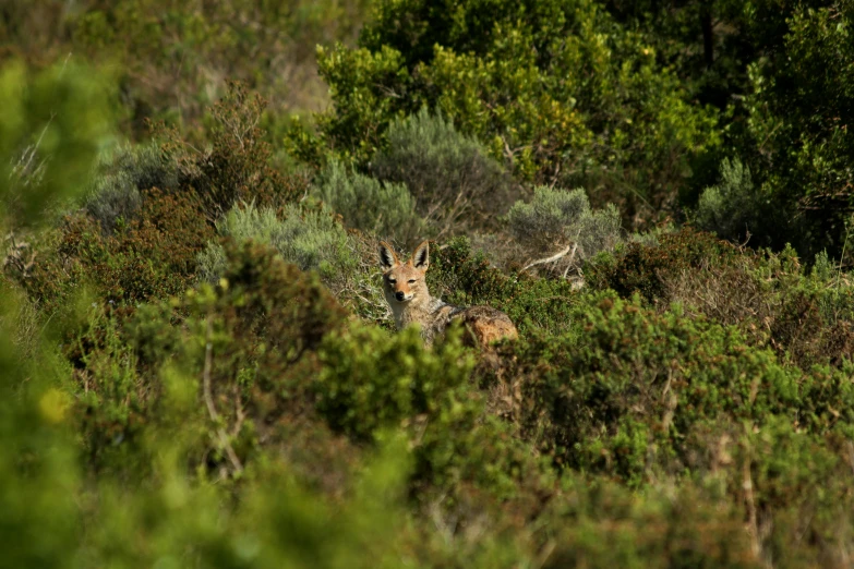 a deer looking out through some brush