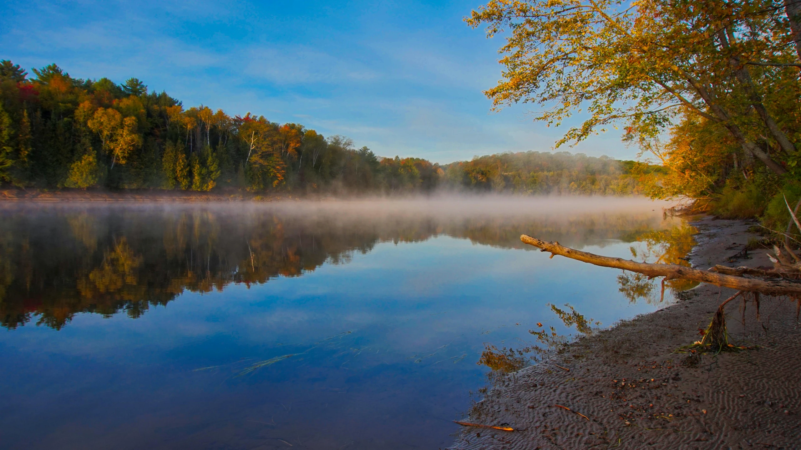 a tree laying on top of a river in the forest