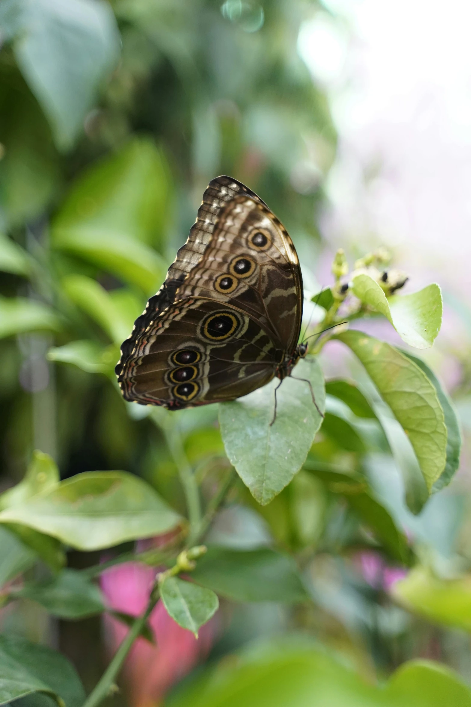 a brown and white erfly sitting on top of a green leaf