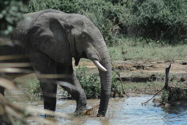 an elephant standing in the middle of a water hole